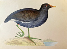 morris bird prints for sale morris bird prints for sale UK