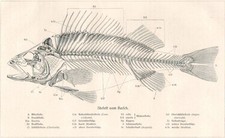 Skelett vom barsch gebraucht kaufen  Pirna, Dohma, Struppen
