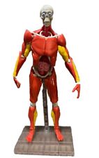 Interactive human body for sale  Sherman Oaks