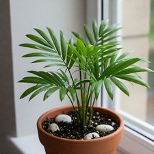 Cat palm tree for sale  Miami