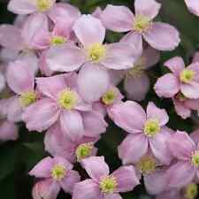 Clematis montana pink for sale  LONDON