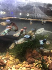Fish guppy for sale  Shakopee