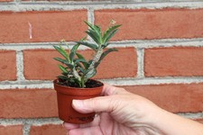 Euphorbia ambovombensis for sale  Nazareth