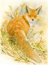 Red fox watercolour for sale  YEOVIL