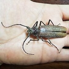 Prioninae callipogon proletari for sale  Shipping to United States