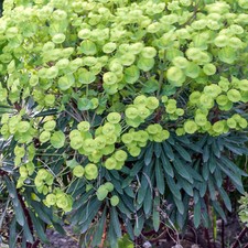 Euphorbia robbiae wood for sale  UK
