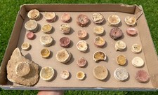 Fossil shark vertebrae for sale  Coppell