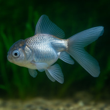 Blue oranda goldfish for sale  Gilbert