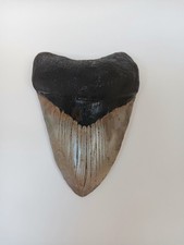 Large prehistoric megalodon for sale  LIVERPOOL