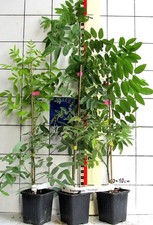 Sophora japonica pendula gebraucht kaufen  Bad Bergzabern
