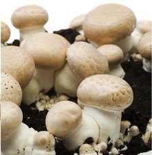 Braune wald champignons gebraucht kaufen  Frankfurt (Oder)