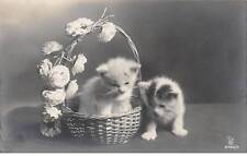 Chats 76984 chatons d'occasion  France