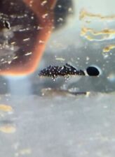 L181 peppermint bristlenose for sale  UK