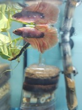 Litres complete fish for sale  HOUNSLOW