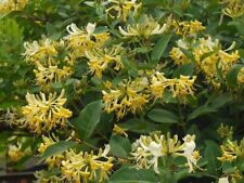 Lonicera periclymenum graham for sale  KING'S LYNN