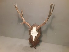 Trofeo originale corna usato  Brescia
