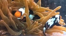 Clownfish gorgeous back for sale  Kansas City