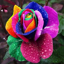 Semi rosa arcobaleno usato  Sava