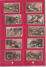 Gallaher birds nests for sale  CHELMSFORD