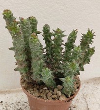 Euphorbia horrida monster usato  Brindisi