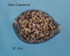 Cypraea tigris new d'occasion  Sanary-sur-Mer