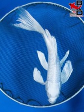 koi pond for sale koi pond for sale Claudville