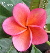Rare kimo rooted for sale  Honolulu
