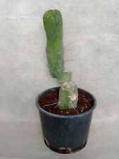 Bridgesii melted wax usato  Spilamberto