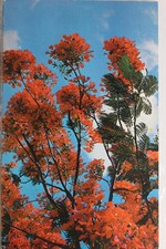 Scenic royal poinciana for sale  Wilmington