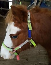 Field safe foal for sale  LEOMINSTER