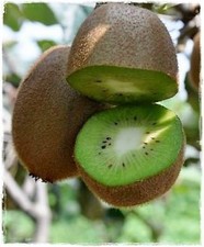 Kiwi femmina actinidia usato  Italia