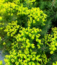 Euphorbia cyparissias fens for sale  WALLINGFORD