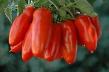Italienische tomate samen gebraucht kaufen  Wuppertal