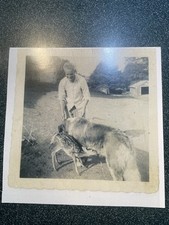 fawn pug for sale fawn pug for sale Flintstone