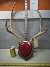 Wild point mule for sale  Valley City