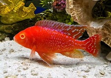 dragon blood cichlid for sale  Liberty