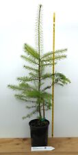 Douglas fir one for sale  Albany