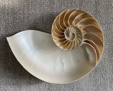 Nautilus sea shell for sale  Mendham
