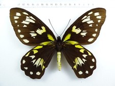Entomologie schmetterling rnit gebraucht kaufen  Haibach