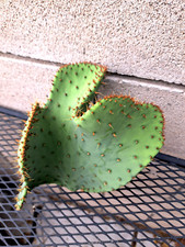 Opuntia engelmannii var for sale  Mira Loma