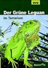 Grüne leguan im gebraucht kaufen  Berlin