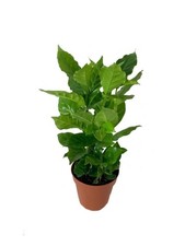 Coffee plant live for sale  USA