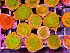 Tropical thunder montipora for sale  CLACTON-ON-SEA