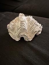 Conchiglia tridacna squamosa usato  Novara