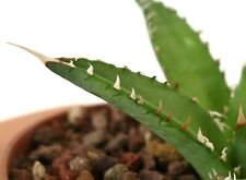 Agave victoriae reginae usato  Napoli