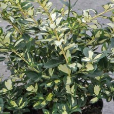 Euonymus shrubs evergreen for sale  IPSWICH