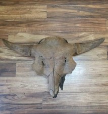 Bison skull real for sale  Egan