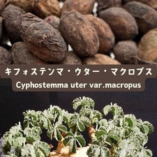 Cyphostemma uter var. for sale  Shipping to United Kingdom