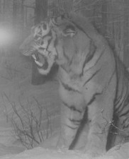 1959 tiger taxidermy for sale  Mission