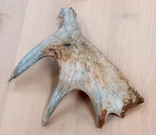 Real moose antler for sale  USA